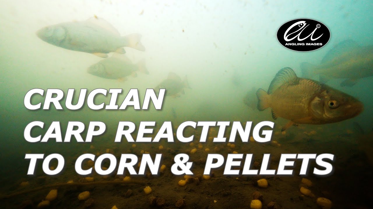 Crucian CARP Fishing - Shoal REACTS Underwater To CORN & PELLETS