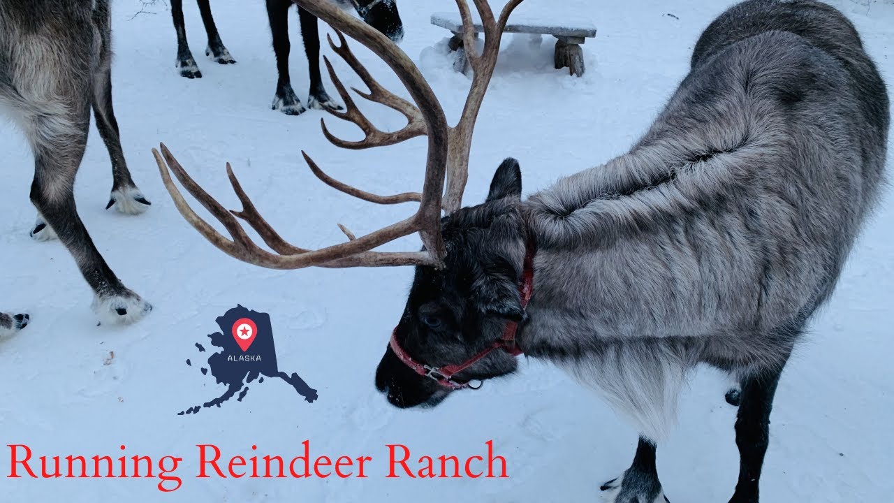 Alaska Reindeer | Running Reindeer Ranch, Fairbanks, AK