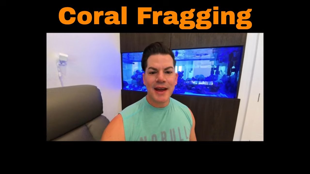 How to Frag Goniopora Coral with a Wet Saw