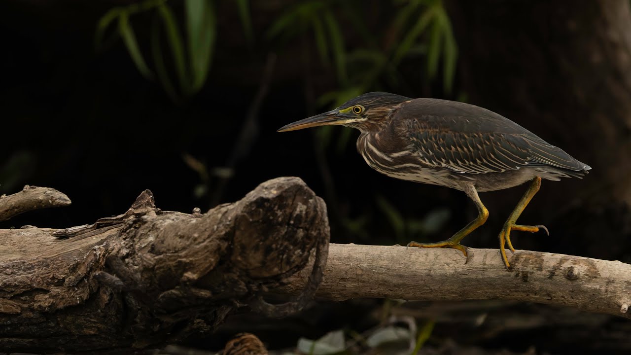 Héron Vert / Green Heron