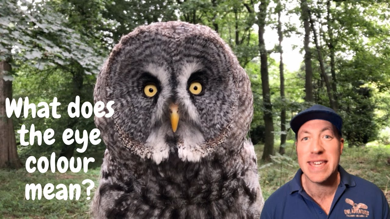 Owl eyes - what does the eye colour mean? | Short Video