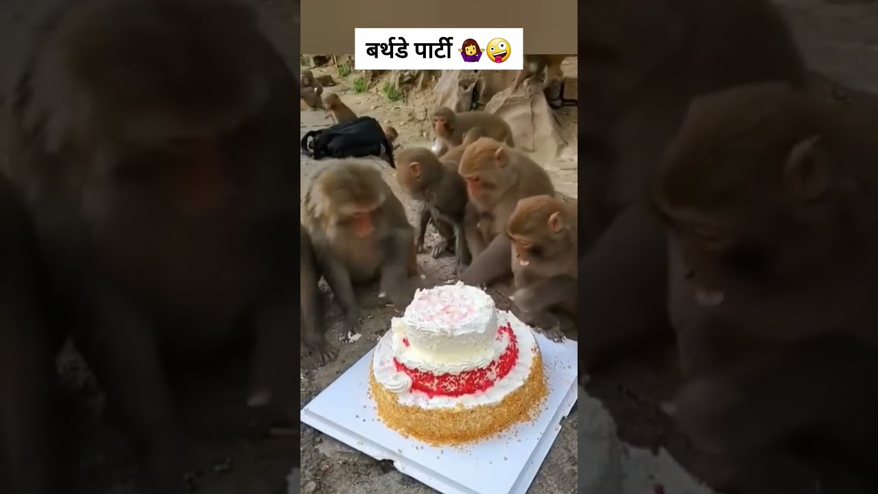 happy birthday 🥳 