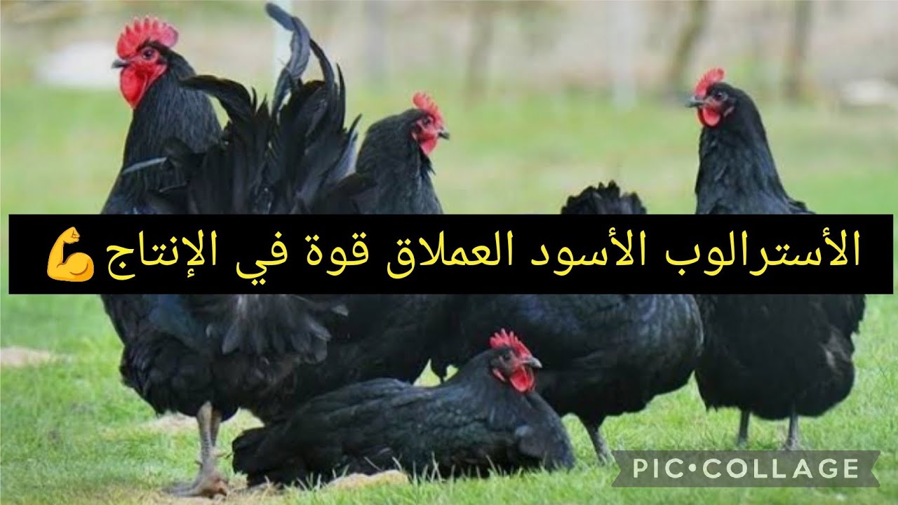 الأسترالوب الأسود العملاق مناعة قوية+ قوة في الإنتاج (بيض ،لحم) #explore