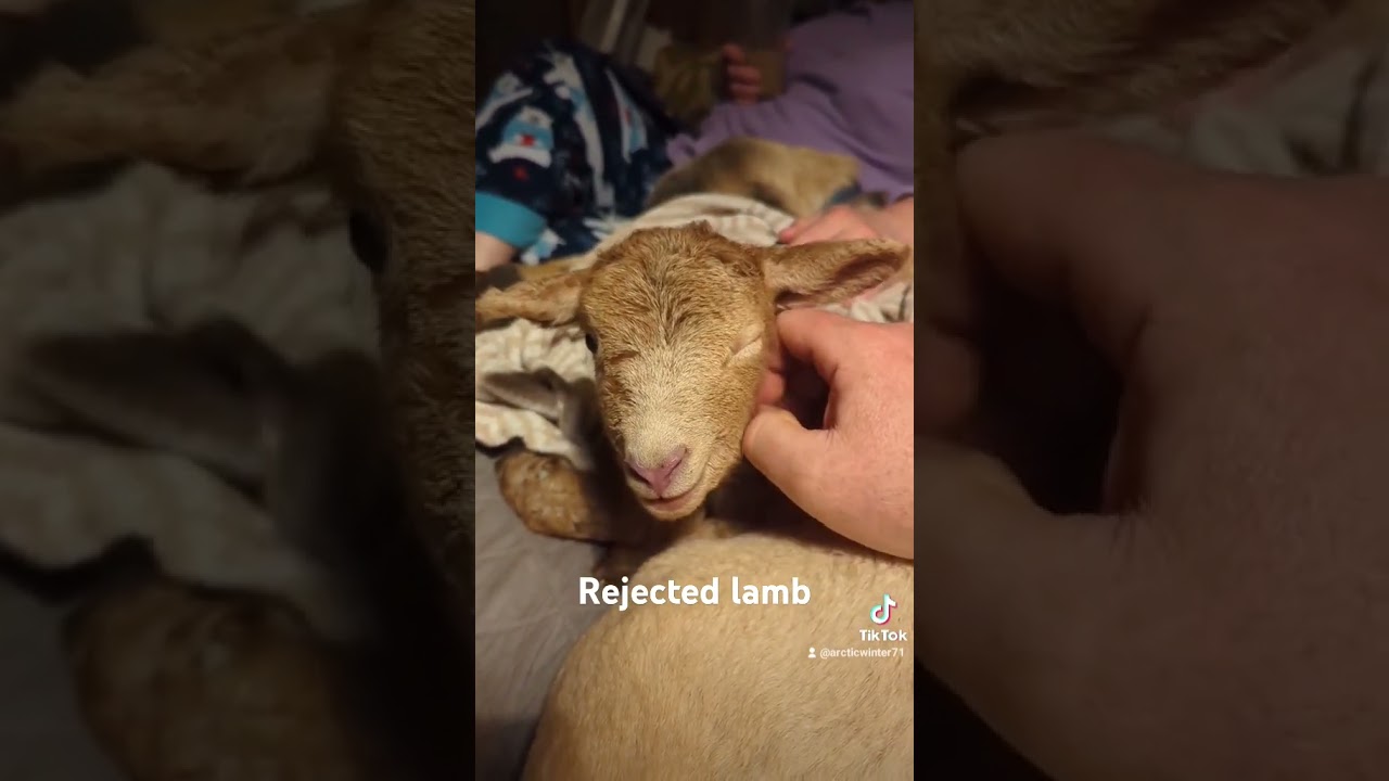 This lamb was rejected by mom, so a bottle baby she will be. 
