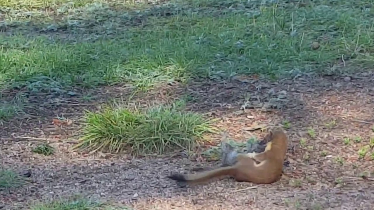 Weasel vs Marmot going for the kill! Adventure Camping in Colorado