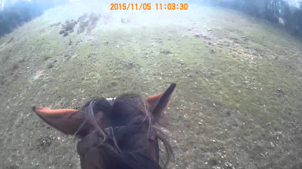 Folbluty w terenie - szybkie galopy