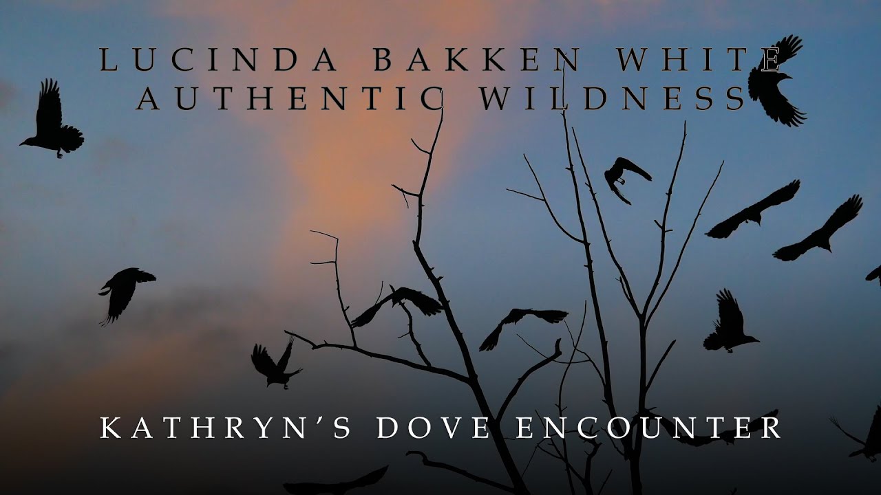 Kathryn's Encounter with Dove l Wild Animal Speak