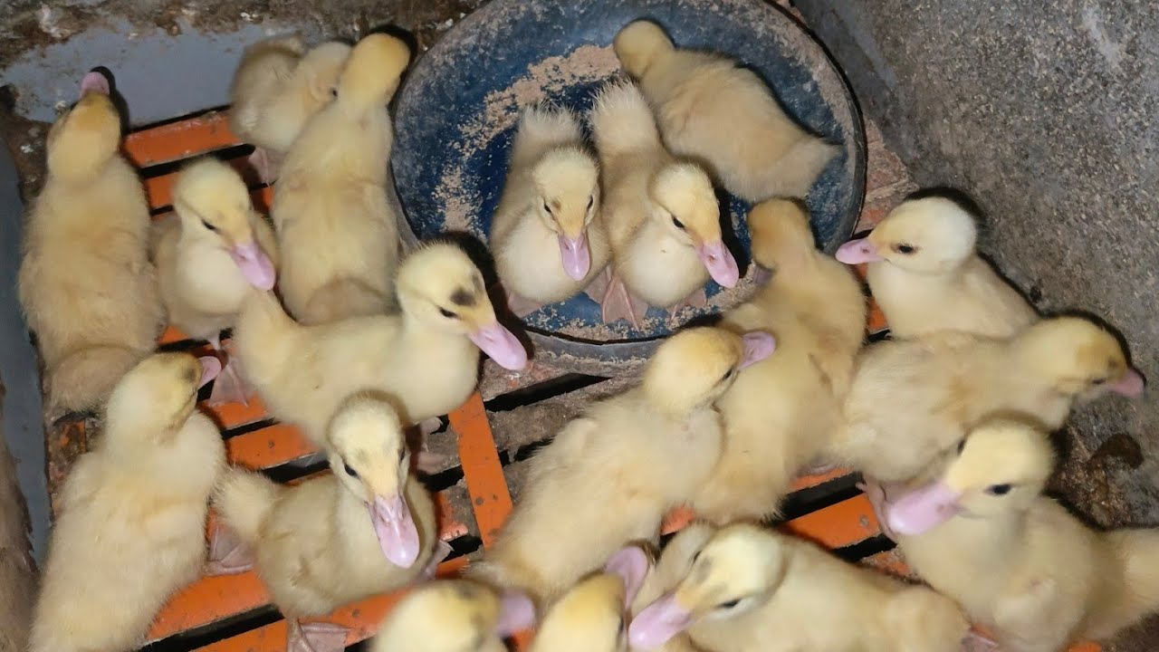 Ducklings day 13 #shortsbeta #smallyoutuber #pets #animals #duckling 