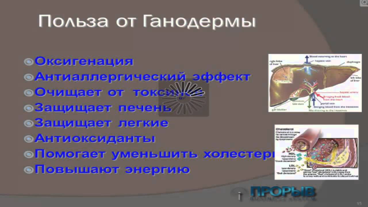 Врач о продукции Organo Gold. Гриб Ганодерма