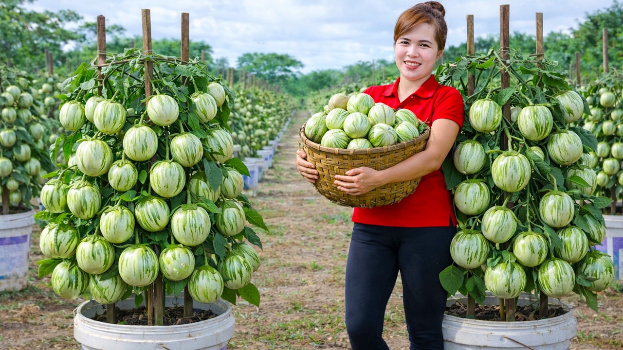 72 Hours Harvesting Many Green Thai Eggplant Goes To MarKet Sell - Cooking a Simple Countryside Meal