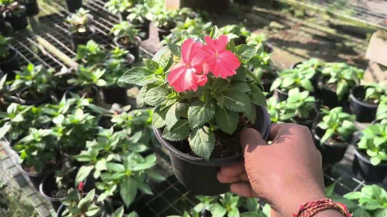আমাৰ Nursery ৰ impatient plant,,,,,🤭🤭🤭