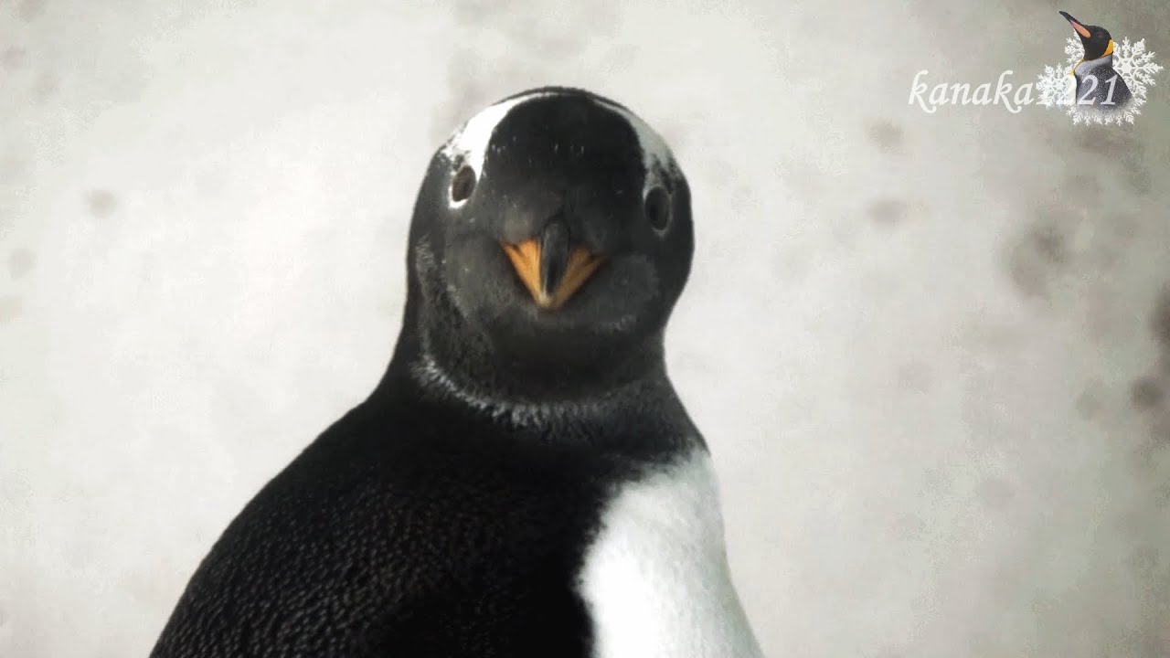 おたる水族館 ジェンツーペンギンのヒナ！こ～んなに大きく！