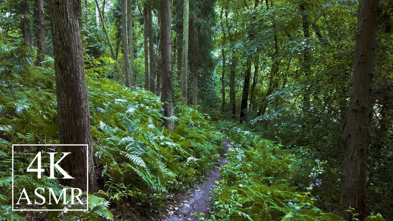 Woodland Walk in the Rain | Umbrella Ambience for Sleep and Relaxation | 4K SOUNDSCAPE