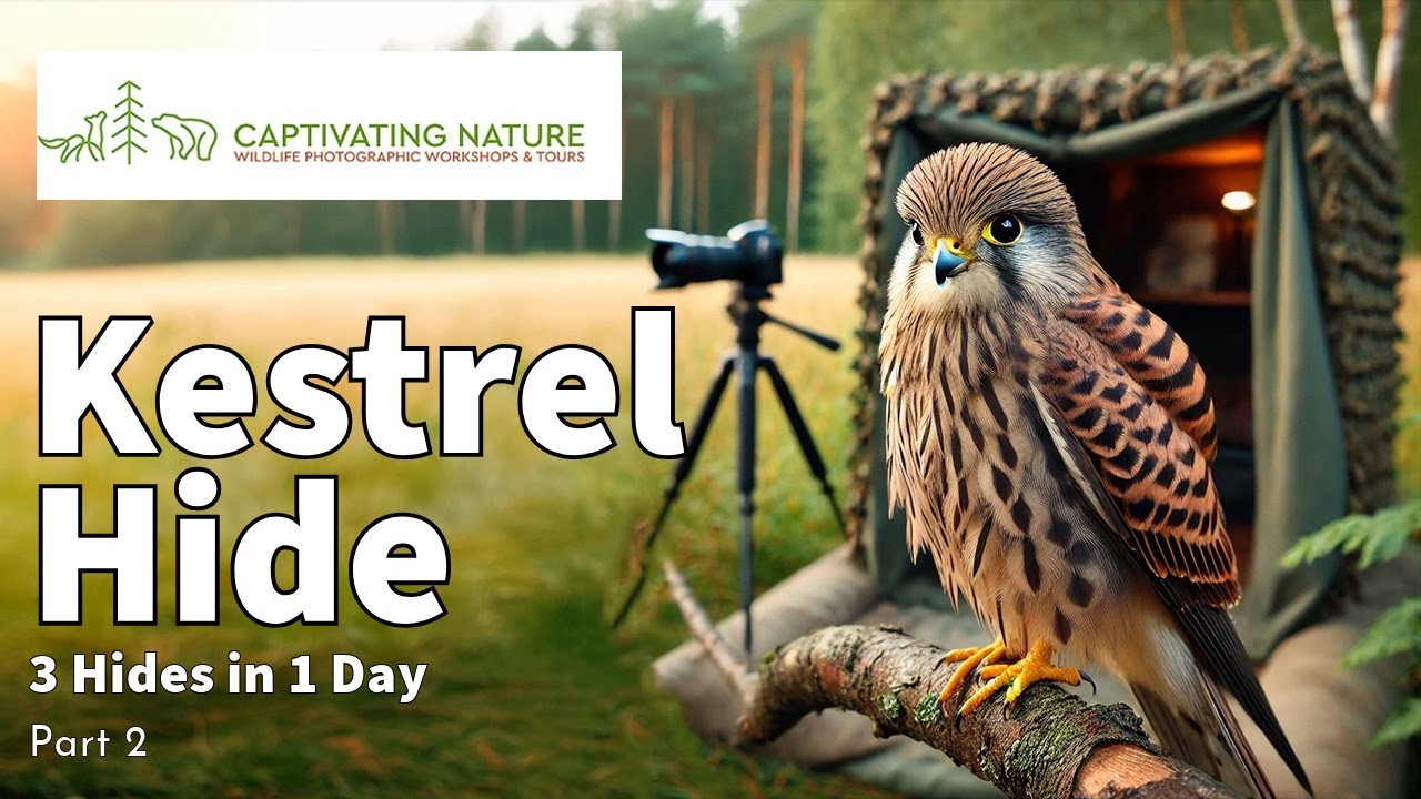 3 Hides in 1 Day, Part 2 - The Kestrel Hide