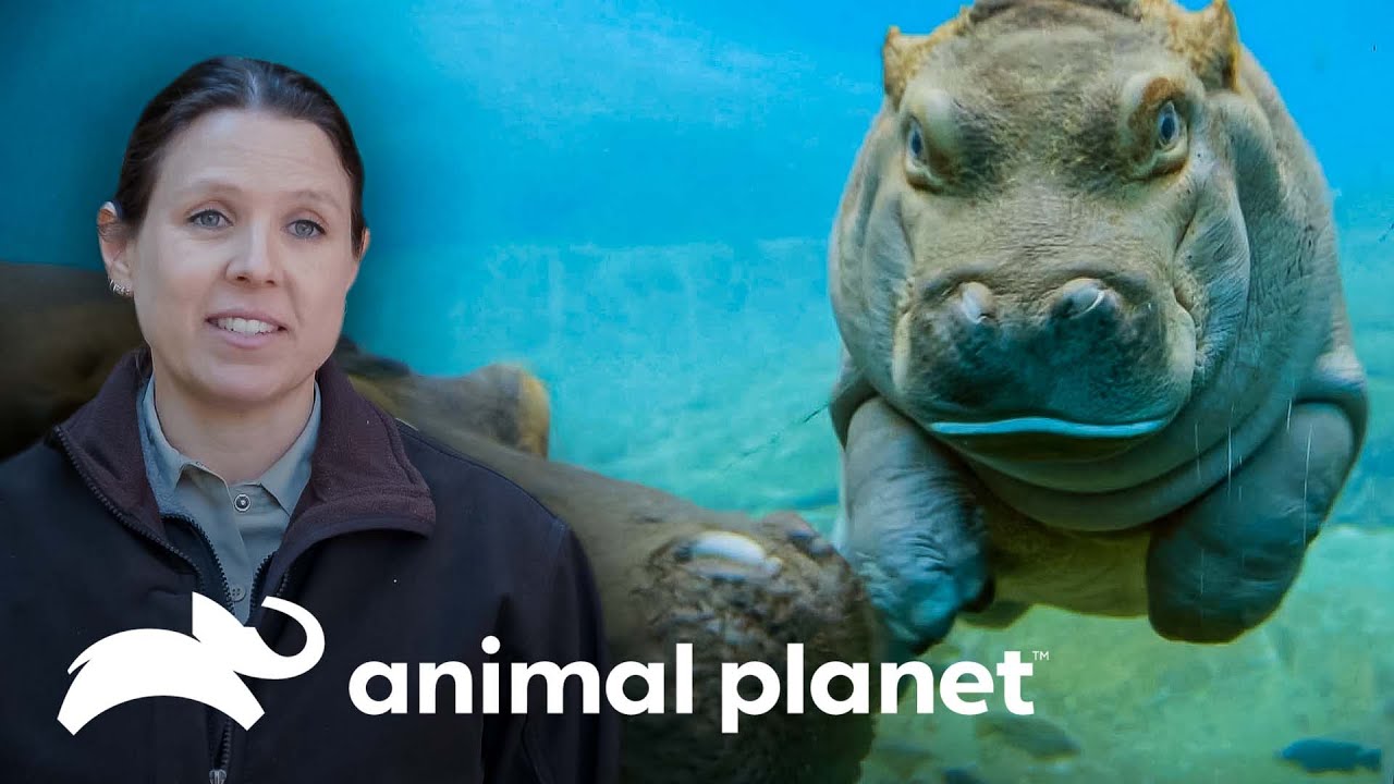 Pareja de hipopótamos volverá a ser padres | El Zoológico de San Diego | Animal Planet