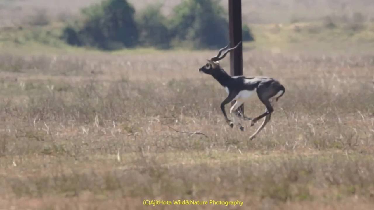 Beautiful BlackBuck on the run