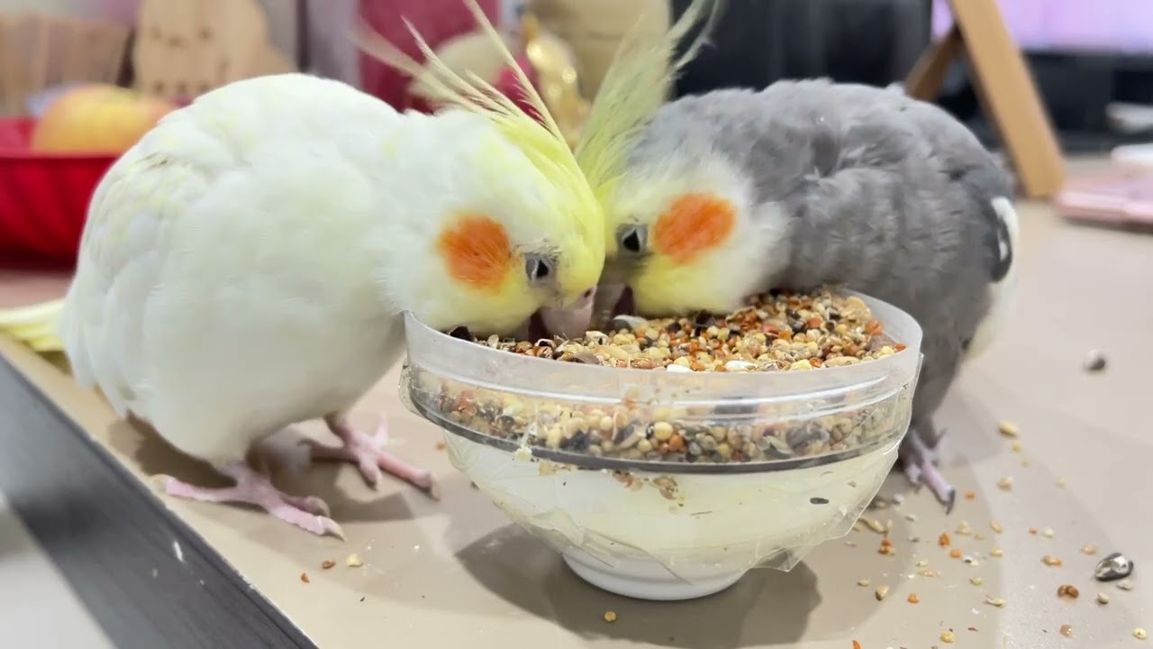Watching the birds eat is so appetizing!
