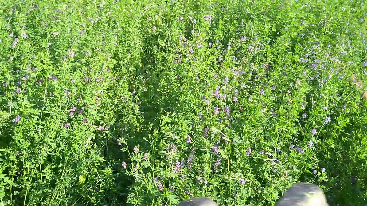 Rotaciona kosa i IMT 558 kosidba