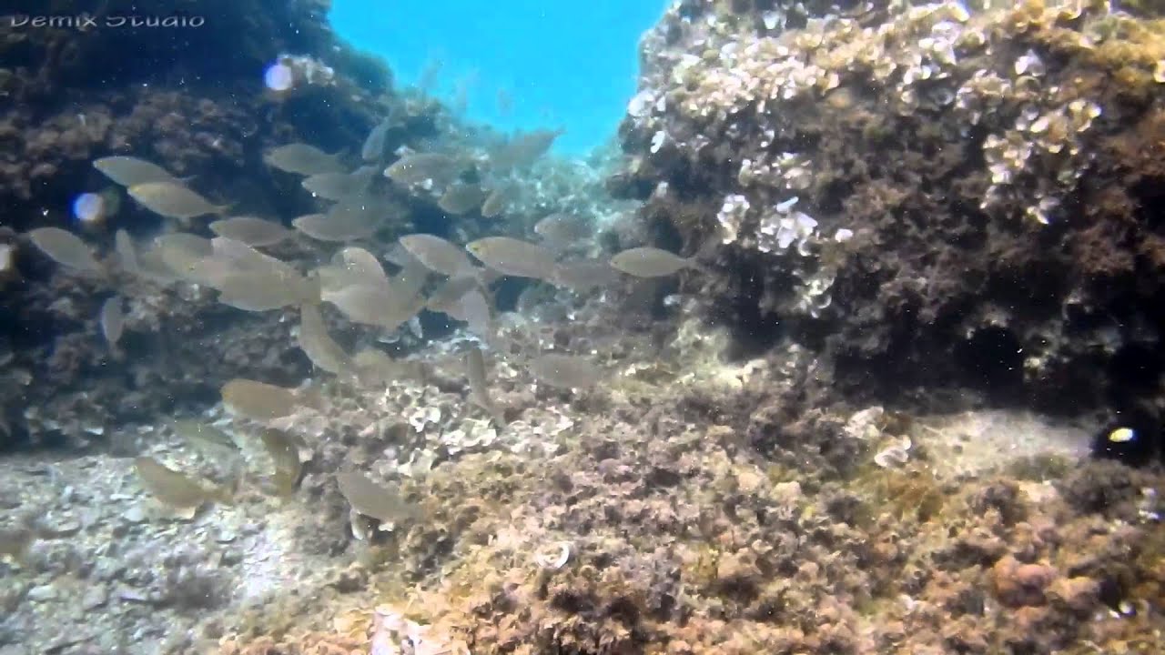 Chorwacja - Podwodny świat Morza Adriatyckiego