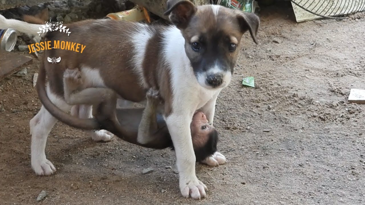 Amazing Movie !!! Baby Monkey Jessie, Hang On Cute Dog Lambo So Strong, Dog A-n-g-r-y, Jessie C-r-y!