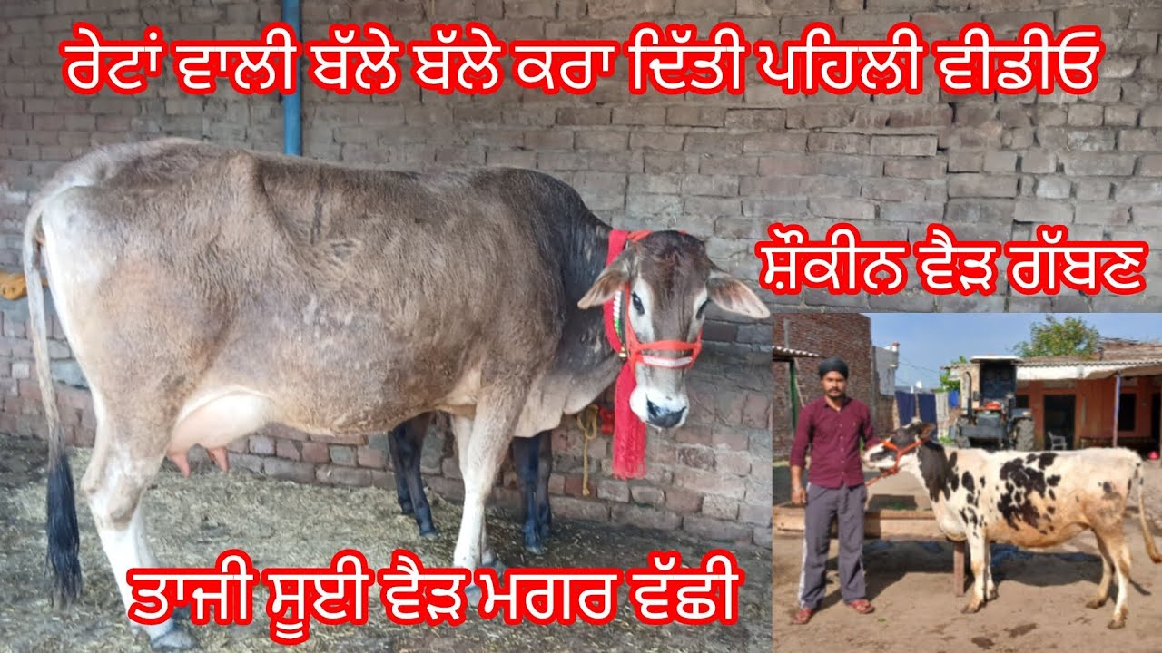 14 March 2026 ਦੋ ਵੈੜਾ ਅੱਤ ਦੀਆਂ ਸ਼ੌਕੀਨ ਬਿਲਕੁਲ ਜਾਇਜ਼ ਮੁੱਲ ਉਡਦੀਆਂ ਵਾਲੇ /cow for sale cheema dairy farm 
