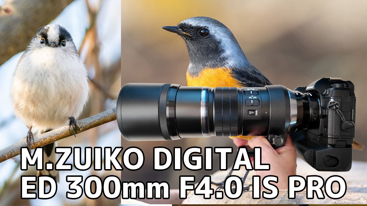 【明るい超望遠レンズ】OM DIGITAL M.ZUIKO 300mm F4 IS PRO レビュー 「換算600mm」を誤解すると損する話 野鳥は距離で解像が決まる【OM談義第10回】