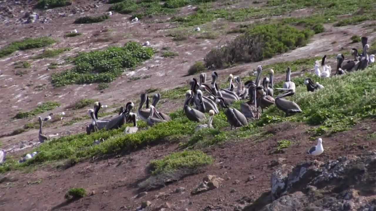 Achieving Balance: Anacapa Island Ten Years After the Removal of the Black Rat