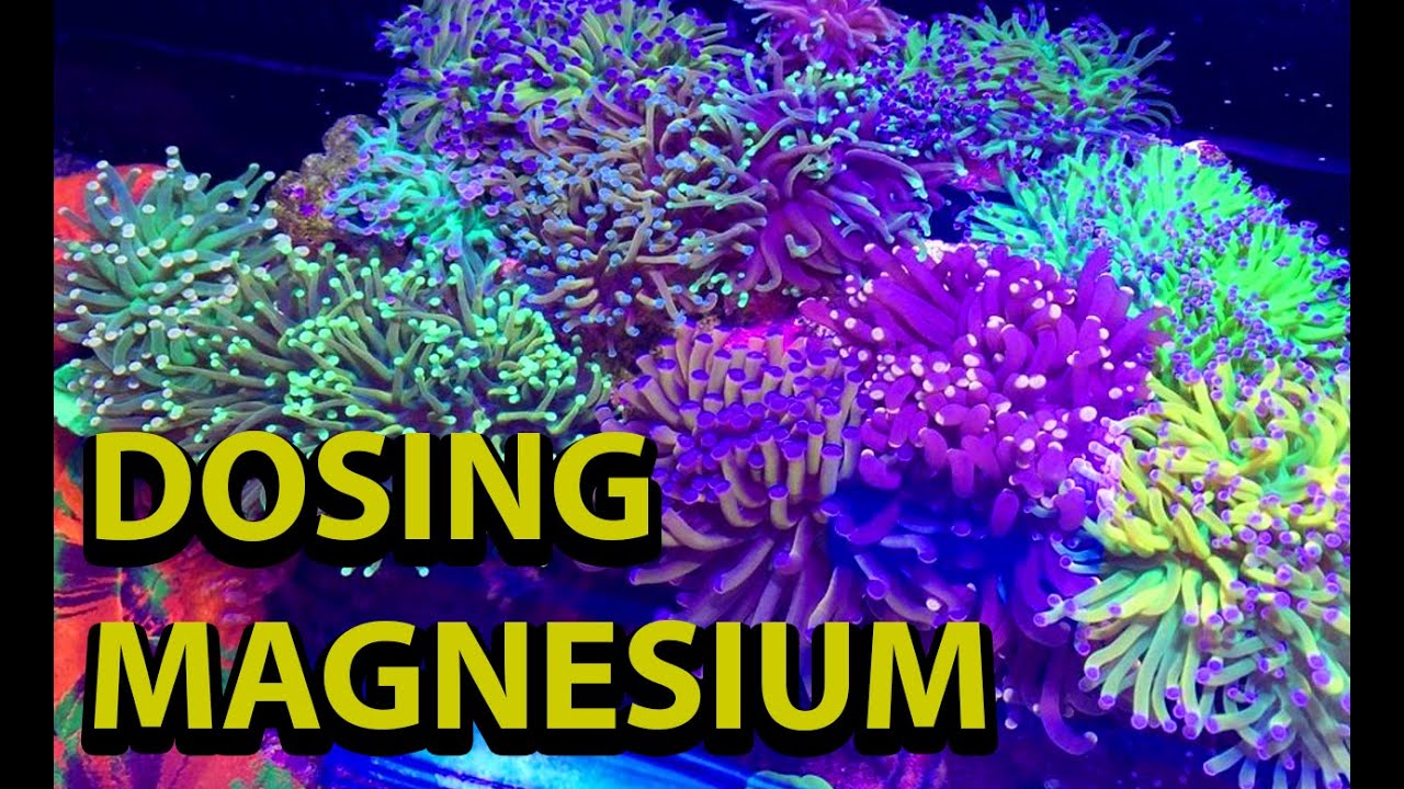 Dosing Magnesium In A Reef Tank