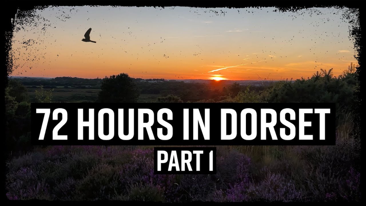 72 Hours in Dorset Part 1 - UK Heathland #wildlife