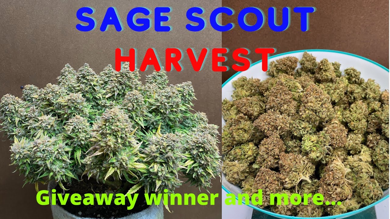 Sage Scout Harvest!! Big Sticky Buds on a Huge Autoflower, The Scales Dont Lie, Addition to the Tent