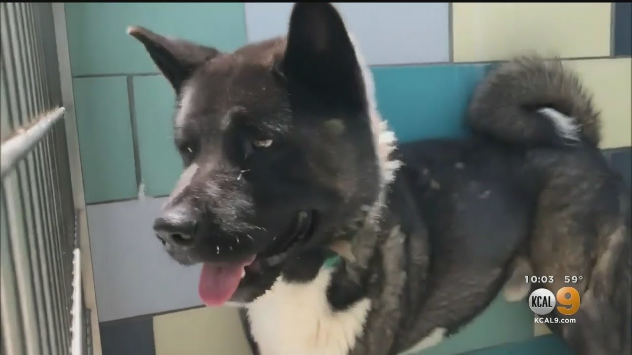 Girl Needs Hundreds Of Stitches Following Akita Attack