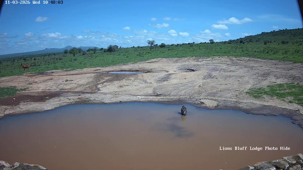 Lions Bluff Lodge Photo Hide - Live Stream