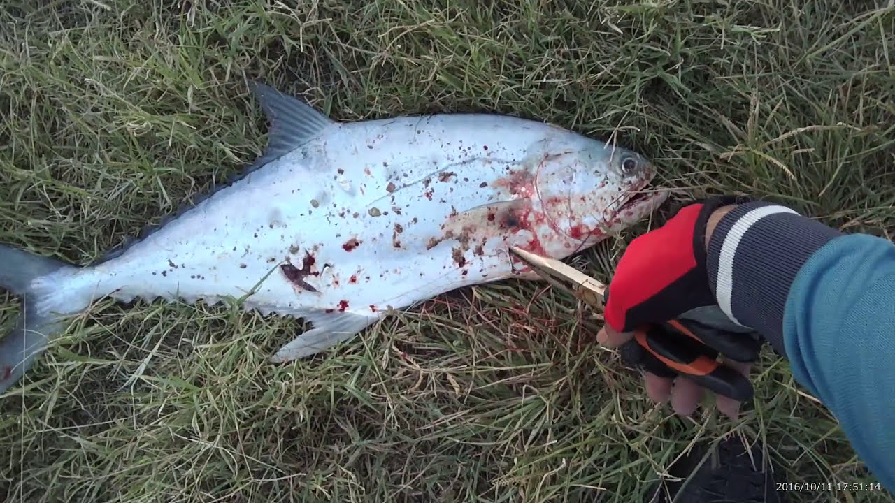 How to catch Queen fish on lure.