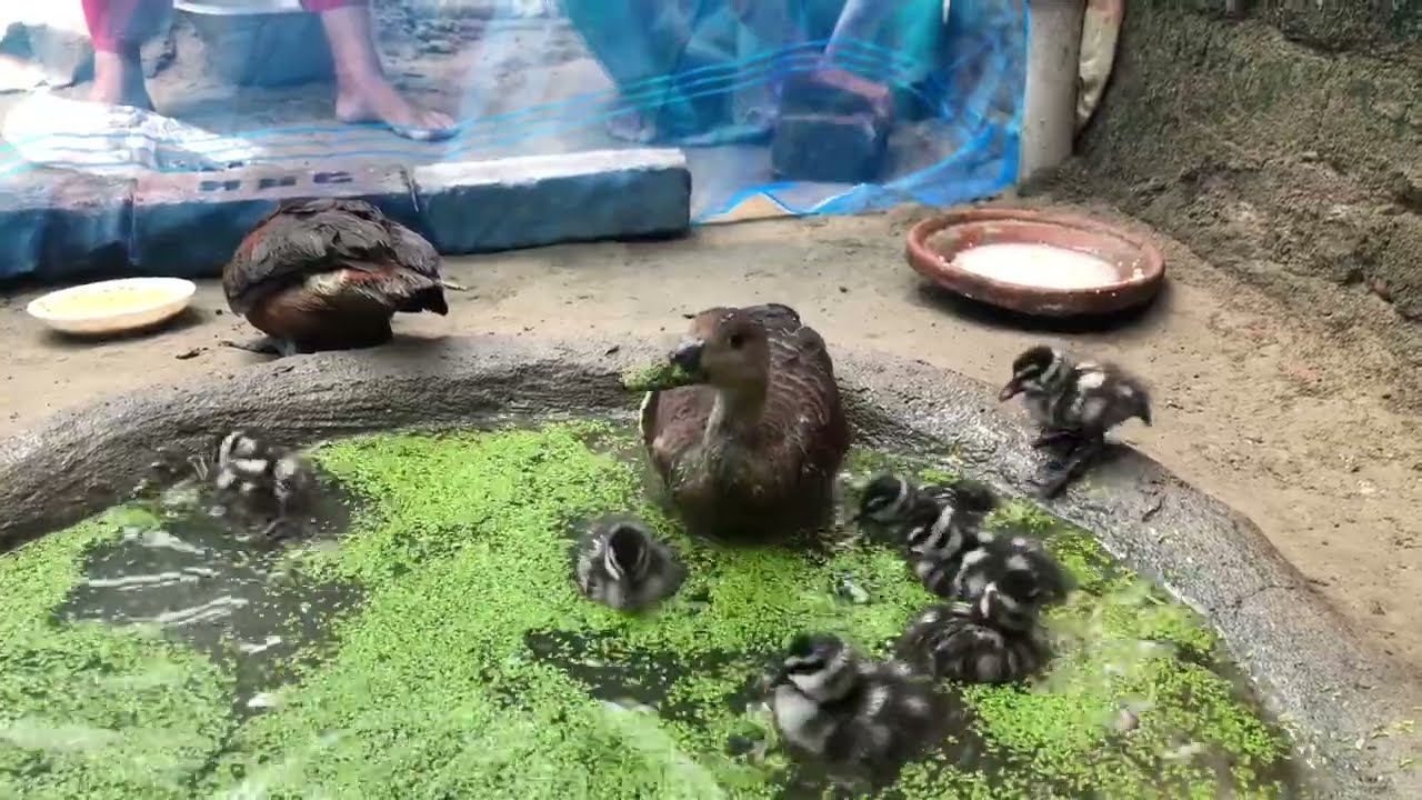 বালি হাঁস পালন পদ্ধতি।বালি হাঁসের ঘর তৈরি /বাড়িতে বালি হাঁসের খামার #বালিহাঁস #duck