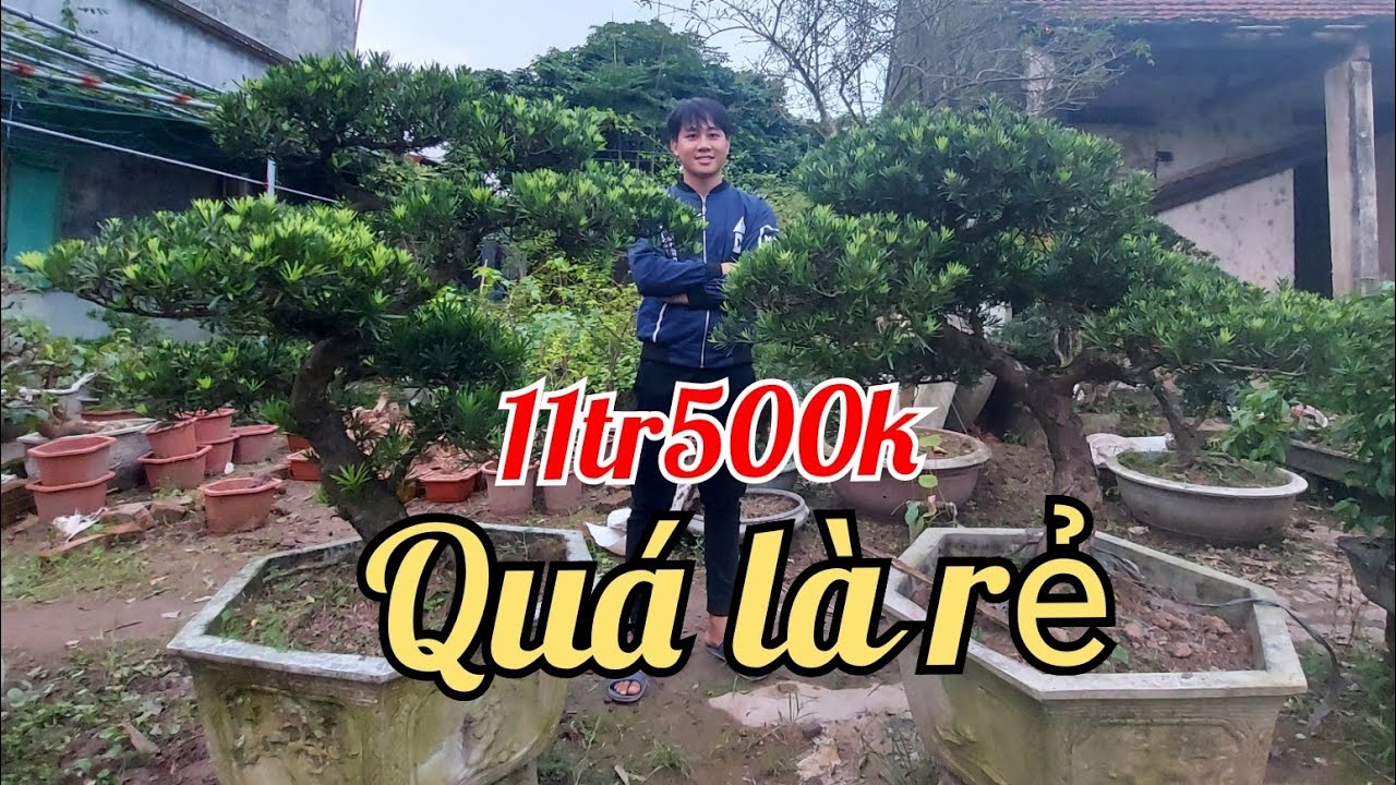 Vườn Tùng la hán của ông cụ đẹp quá, Cây chất lượng - Cây đẹp yêu là chốt luôn kẻo nỡ các bác ạ!