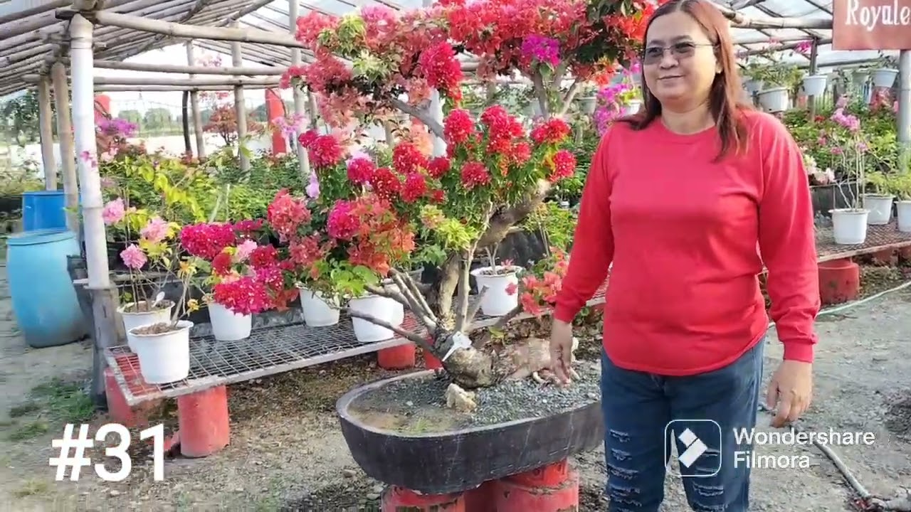 GRAFTED RARE BOUGAINVILLEA AVAILABLE HERE AT Royale Garden San Miguel Bulacan vlog2