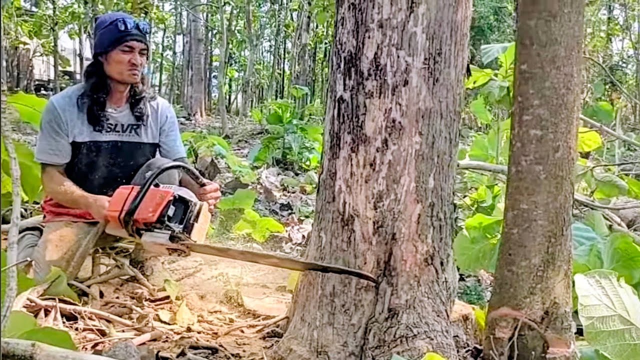 Gergaji kayu keras mesin nya melemah !!