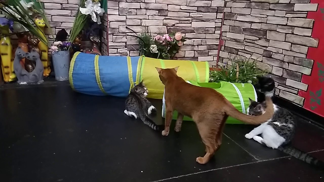 Котики из Музея Кота облюбовали новую игрушку и весело резвятся