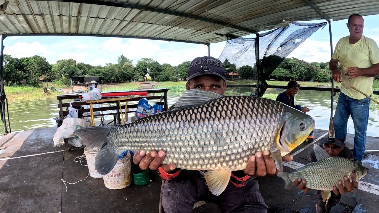 Pescaria de tilápia piauçu gigante curimba 
