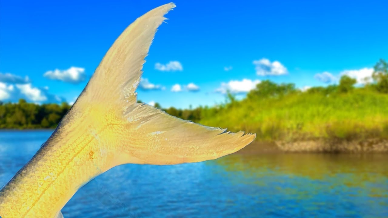 NAME A BETTER FISH