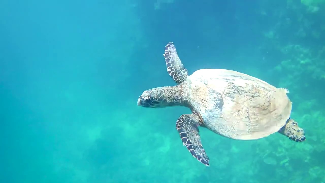 Marsa alam -concorde moreen resort reef -sataya reef