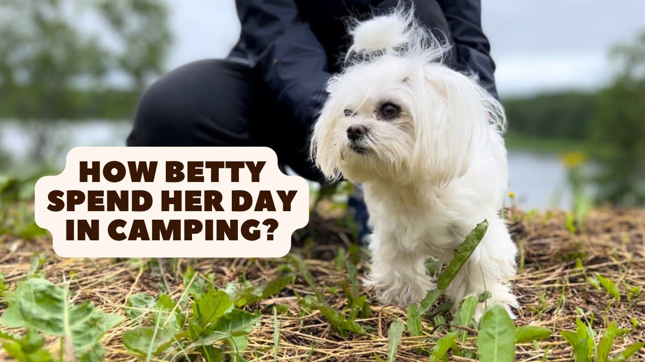 Maltese Dog Day In Camping| Dog VLOG