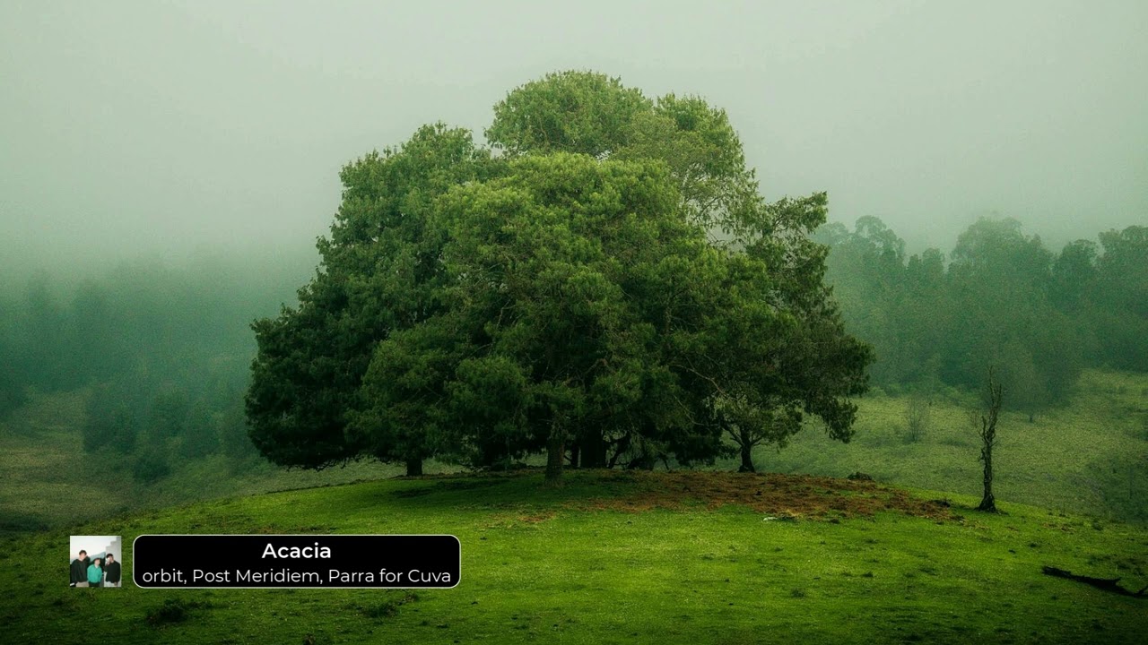 orbit, Post Meridiem, Parra for Cuva - Acacia