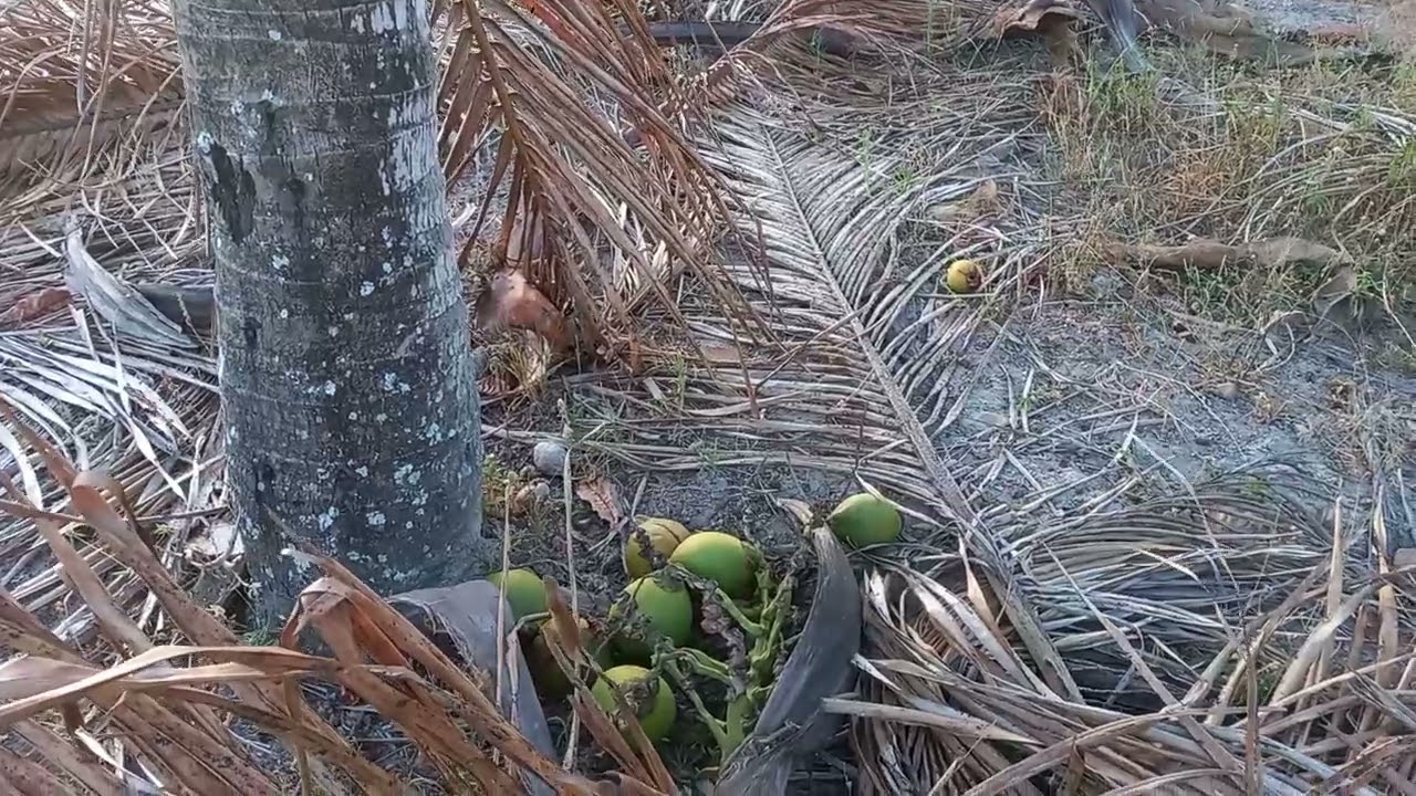 Terreno no Sitio Linha d'água, próximo às duas entradas, Zona Rural de São Caetano PE. 81 98957-4976