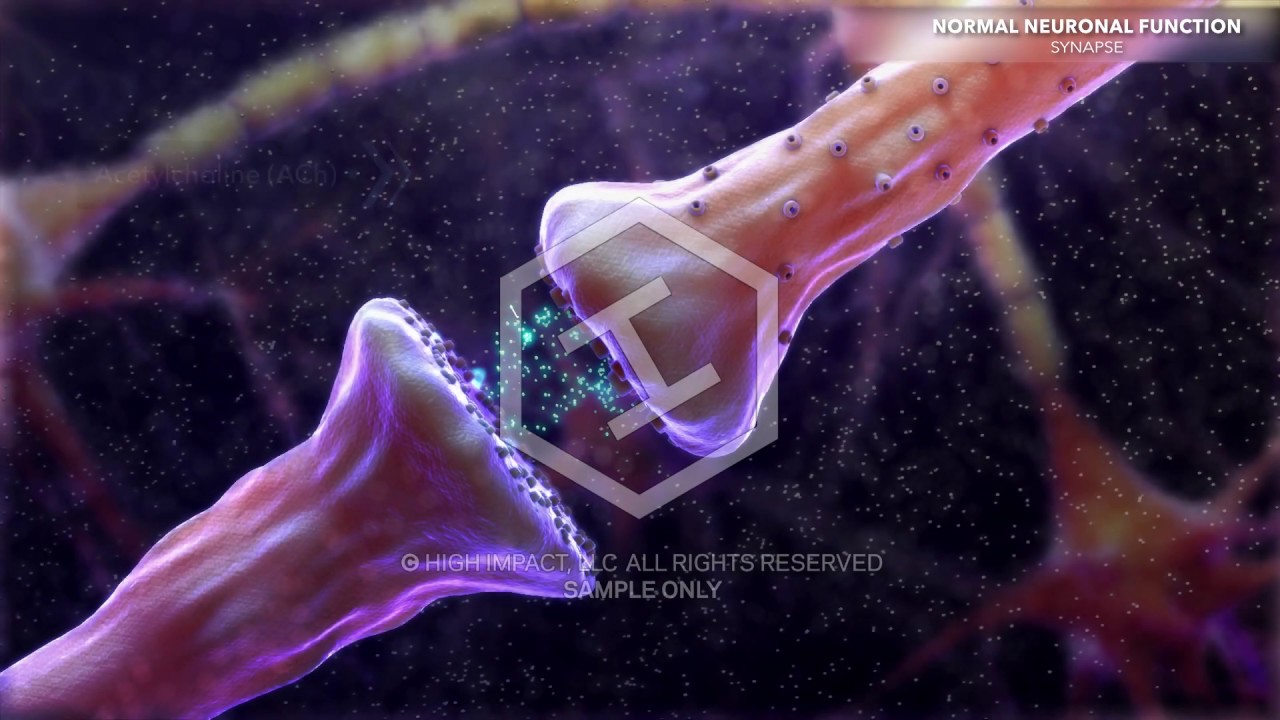 Animation: Normal Brain Anatomy and Function