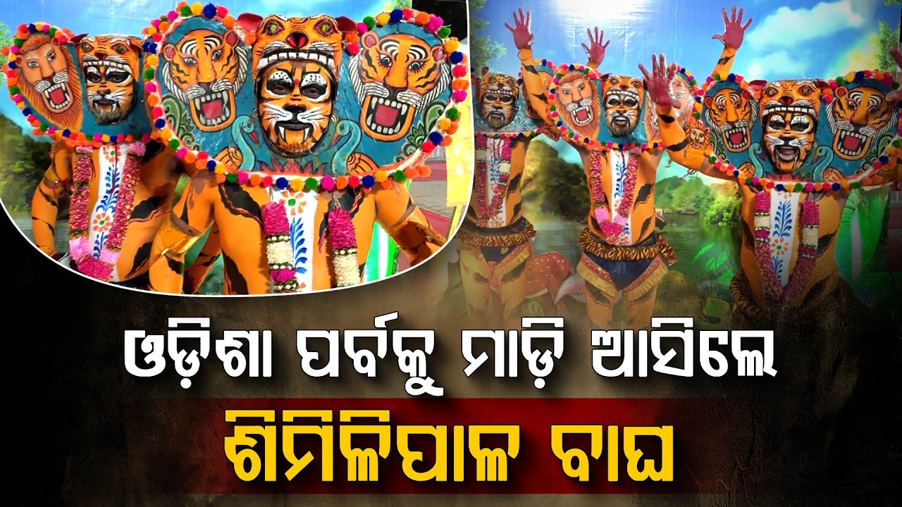 ଓଡ଼ିଶା ପର୍ବକୁ ମାଡ଼ି ଆସିଲେ ଶିମିଳିପାଳ ବାଘ | Odisha Parba 2026