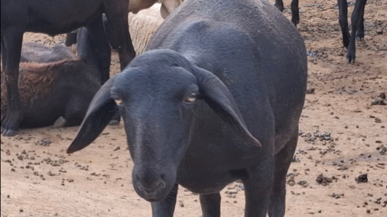 MAIS UM DIA COM OS OVINOS