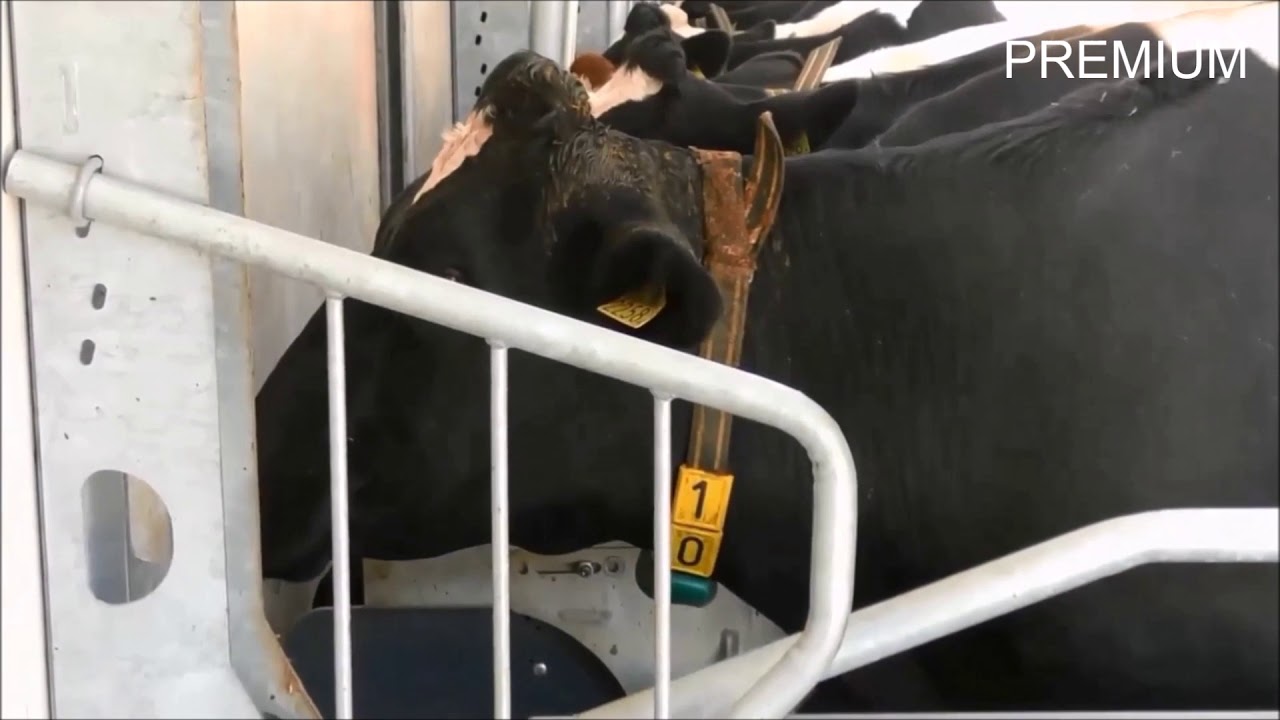 Premium snelwissel melkstal koeien - Milking parlor Cows - Kuh melkstand - Van Dinther BV
