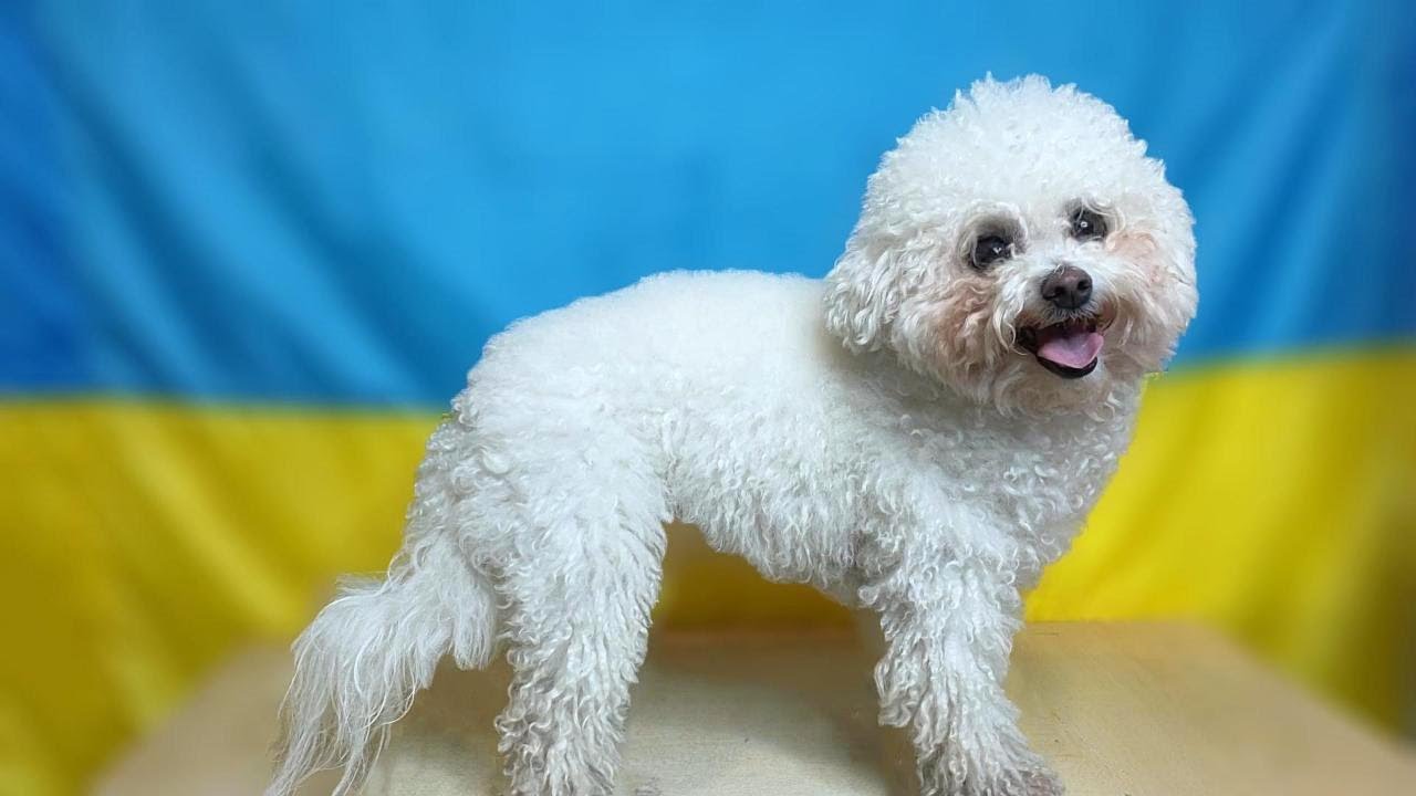 Young energetic Bichon Frise in Grooming procedures