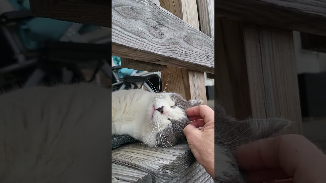 Morning Babble With Feral Cat 🐈 😻  Sam The Magic Man 